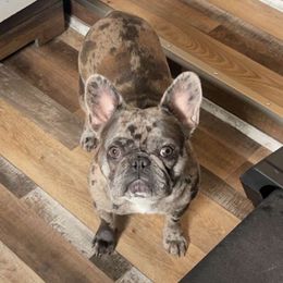 Prescott - French Bulldog