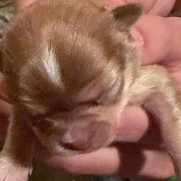 Potsie(Happy Days) - Chocolate and tan male Chihuahua puppy in Amelia, Virginia from Pannell’s Precious Pups
