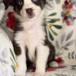 Girl 3 - Red tri-color Australian Shepherd puppy in Paint Rock, Alabama from Kotah’s Kennels