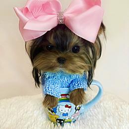 Maltese and Yorkshire Terrier Puppies from tatortot pup