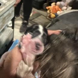 Little Muffin - Parti female Miniature Schnauzer puppy in New Bern, North Carolina from DJS Delightful Miniature Schnauzers