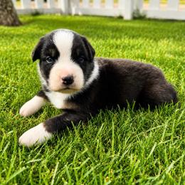 Ranier - Black Tri Female - Black tri-color female Australian Shepherd puppy in Hugo, Colorado from Frying Pan Ranch Australian Shepherds