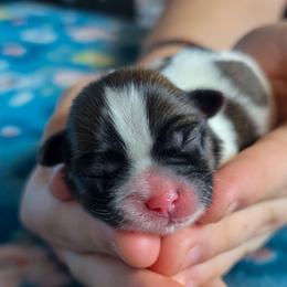 Montresor - Dark Blue Collar - Liver and white male Shorkie puppy in Troy, Ohio from Ever After Tails