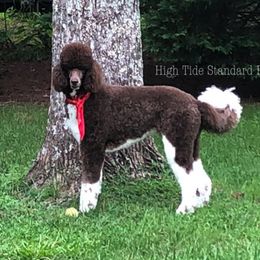 Poodle All Grown Up from High Tide Standard Poodles