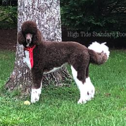 Poodle All Grown Up from High Tide Standard Poodles