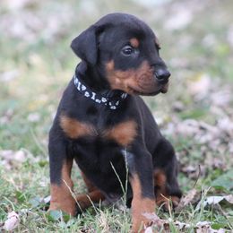 Stan - Black and rust male Doberman Pinscher puppy in Winchester, Ohio from 32 Farms