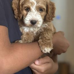 Bugel - Red and white male Cockapoo puppy in Waco, Texas from Cedar Ranch