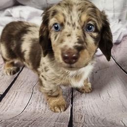 Callie - Dapple female Dachshund puppy in Anaconda, Montana from Williams Family Dachshunds