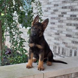 Arthur - Bi-color male German Shepherd puppy in Whitehouse, Ohio from Providence Landhaus