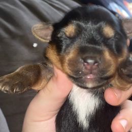 Yorkshire Terriers from Ammie's Yorkies