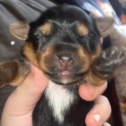 Yorkshire Terriers from Ammie's Yorkies