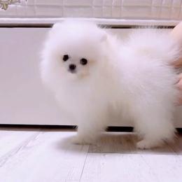 Snow - White female Pomeranian puppy in Burbank, Arizona from Twins Dream Poms