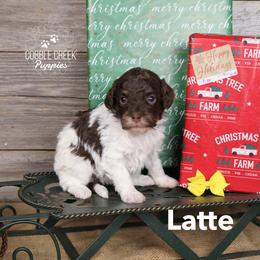 Latte - Brown and white female Bernedoodle puppy in Heyworth, Illinois from Cobble Creek Puppies