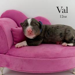 Val - Merle male Bernedoodle puppy in Comanche, Texas from Central Texas Doodles, LLC.
