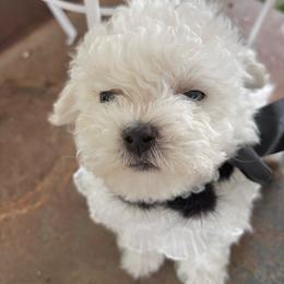 Bichon Frise puppies from Prime Paradise Kennel