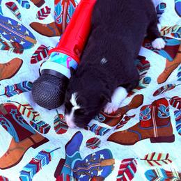 Willie Nelson - Black and white male Border Collie puppy in Richland Hills, Texas from Bordercollieblues