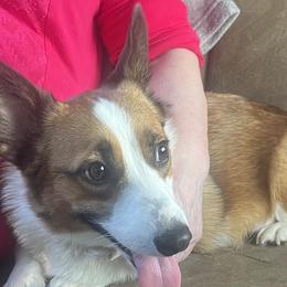Pembroke Welsh Corgis from Corgie & Cream Paradise