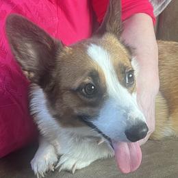 Pembroke Welsh Corgis from Corgie & Cream Paradise