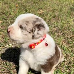 Teddy ASDR - Red merle male Australian Shepherd puppy in Orlando, Florida from Skaky Shepherds