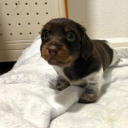 Gomez - Piebald male Dachshund puppy in Sterling, Colorado from Country Chics Doxies