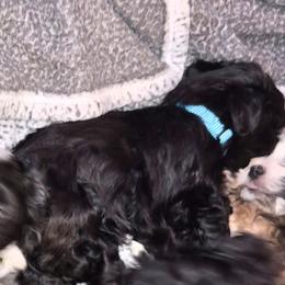 Boy 2 - Black male Havanese puppy in Manchester, Texas from Mimi's Havanese