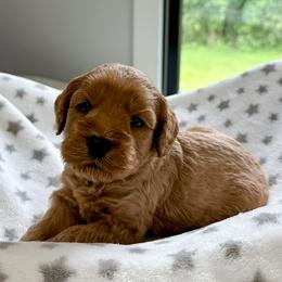 Blue boy - Apricot male Australian Labradoodle puppy in Chelsea, Michigan from Michigan Labradoodles
