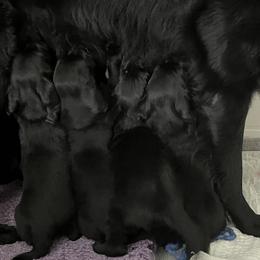 Flat-Coated Retriever Puppies from Haven Flat Coated Retrievers