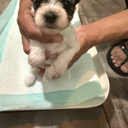 Green collar - Parti male Yorkshire Terrier puppy in Pikeville, North Carolina from A Yorkie’s World