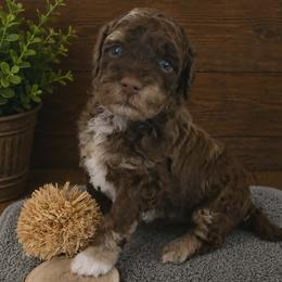 Forrest- Black Collar - Brown merle male Aussiedoodle puppy in Grand Blanc, Michigan from B's Aussiedoodles