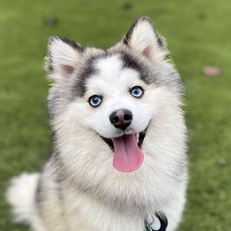 Bentley - Pomsky