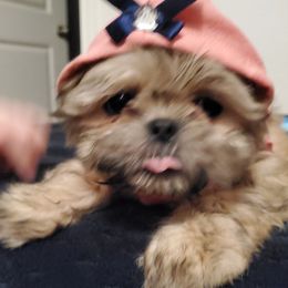 Chihuahuas, Companion Crosses, and Shih Tzus from Purposefully Bred Kennel