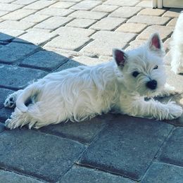 West Highland White Terrier Puppies from Elvador West Highland White Terriers
