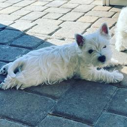 West Highland White Terrier Puppies from Elvador West Highland White Terriers