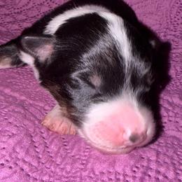 Cheeto - Black tri-color female Australian Shepherd puppy in Laurel, Mississippi from Reeves Australian Shepherds