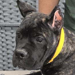 Yellow Collar Girl - Vera X Lawman - AKC and ICCF - Black brindle female Cane Corso puppy in Gorman, Texas from McOmber Country Kennels
