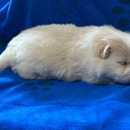 Boy 2 - Cream parti male Pomeranian puppy in Decatur, Iowa from Lisa Greenhalgh