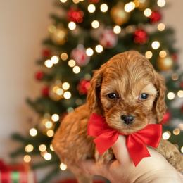 Captain - Golden male Cockapoo puppy in 77304, Texas from Little Valley Puppies