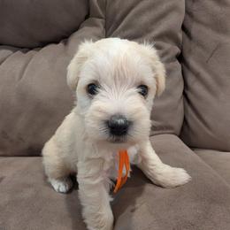 Baby boy 3 - orange collar - Wheaten male Miniature Schnauzer puppy in Eupora, Mississippi from Mississippi Mini Schnauzers