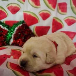 Red collar - Yellow female Labrador Retriever puppy in Holyoke, Massachusetts from Urban Oak Labradors LLC