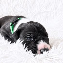 Cinna - Mantle male Great Dane puppy in Montgomery, Texas from KD Sweet Southern Danes