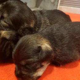 Miniature Schnauzers from Tara Clemm's Miniature Schnauzers