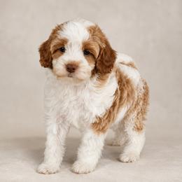 Keoni - Blenheim male Cavapoo puppy in Floyd, Virginia from Hearts and Paws Poodles and Doodles