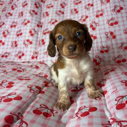 Susie - Piebald female Dachshund puppy in Lake City, Florida from My Ditzy Doxies of Florida