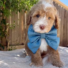 Chai - male Australian Labradoodle puppy in Clovis, California from Delta Doodless