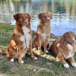 Nova Scotia Duck Tolling Retriever All Grown Up from Terracotta Tollers