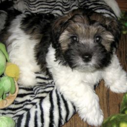Coton de Tulear Puppies from Windy City Coton