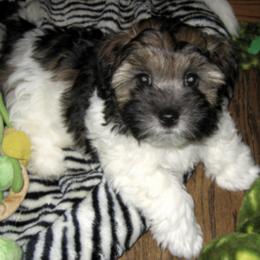 Coton de Tulear Puppies from Windy City Coton