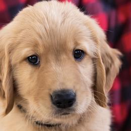 Golden Retriever Puppies from Washington Lakeside Goldens