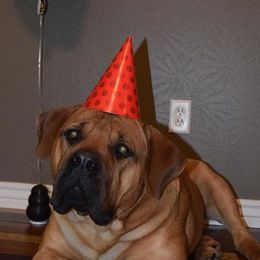 Boerboels from Rocky Mountain Boerboels