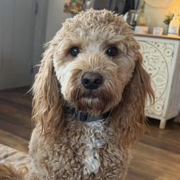 Clover - Goldendoodle